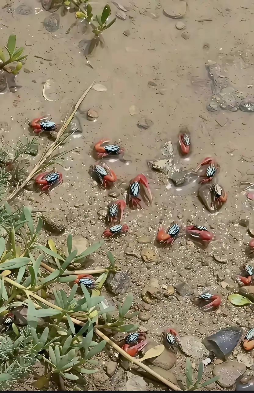 这是什么东西，谁知道？