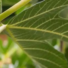 种植🍃每日一善🍃诜冬种植无花果的知识：不同品种的无花果树适应不同的气候