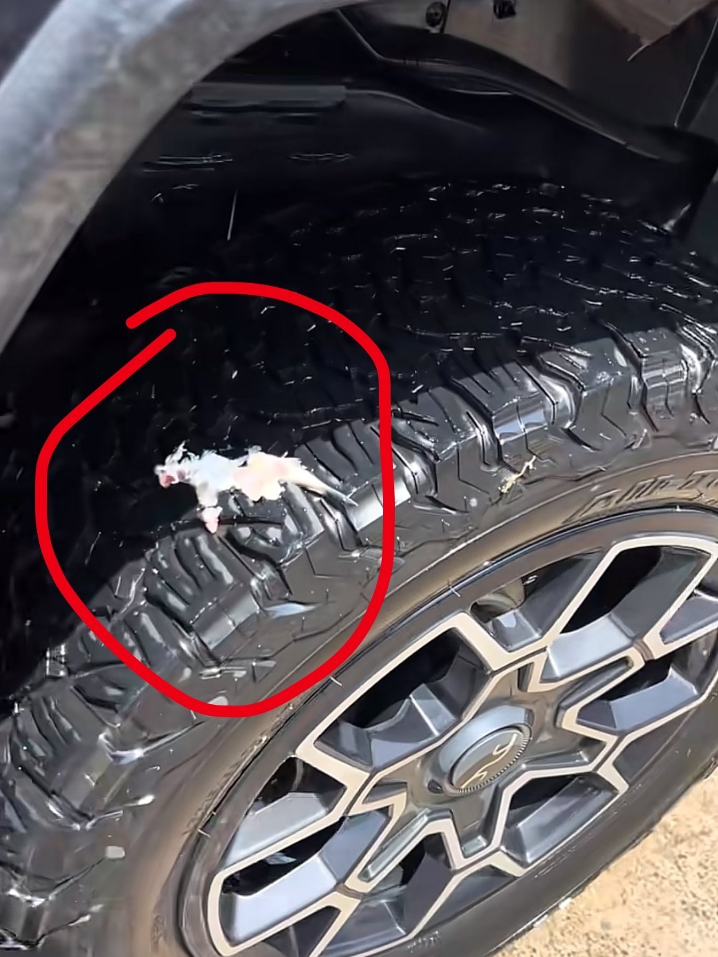 仰望U8车主开启应急浮水功能穿越太湖，车轮上夹碎一条鱼，鱼这辈子都没想到，竟然能