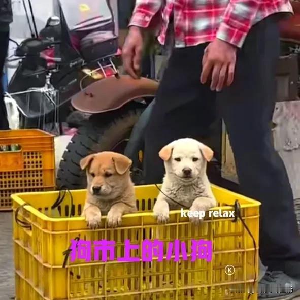 乡下的集市上，一位大姐在卖小狗。小狗是大姐家母狗下的，因为养不了那么多，才把这两