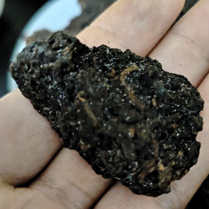 完犊子了，老茶头长“白头”了！一场高温，废一饼普洱茶。刚拆开没多久的一饼老茶