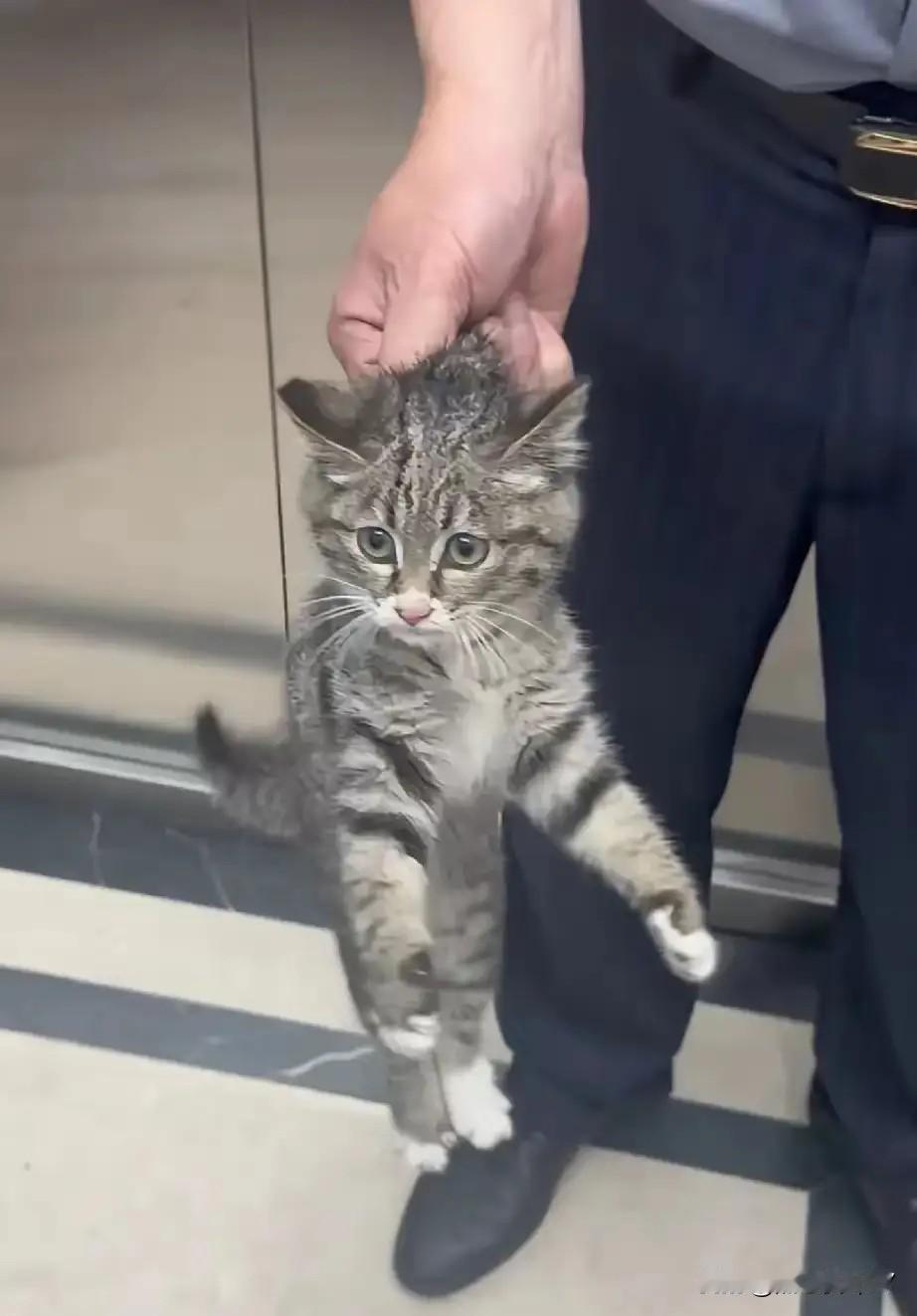 男子刚出公司电梯，就撞见几名保安合力抓住一只小狸花猫，正提着猫脖子准备扔到外面。