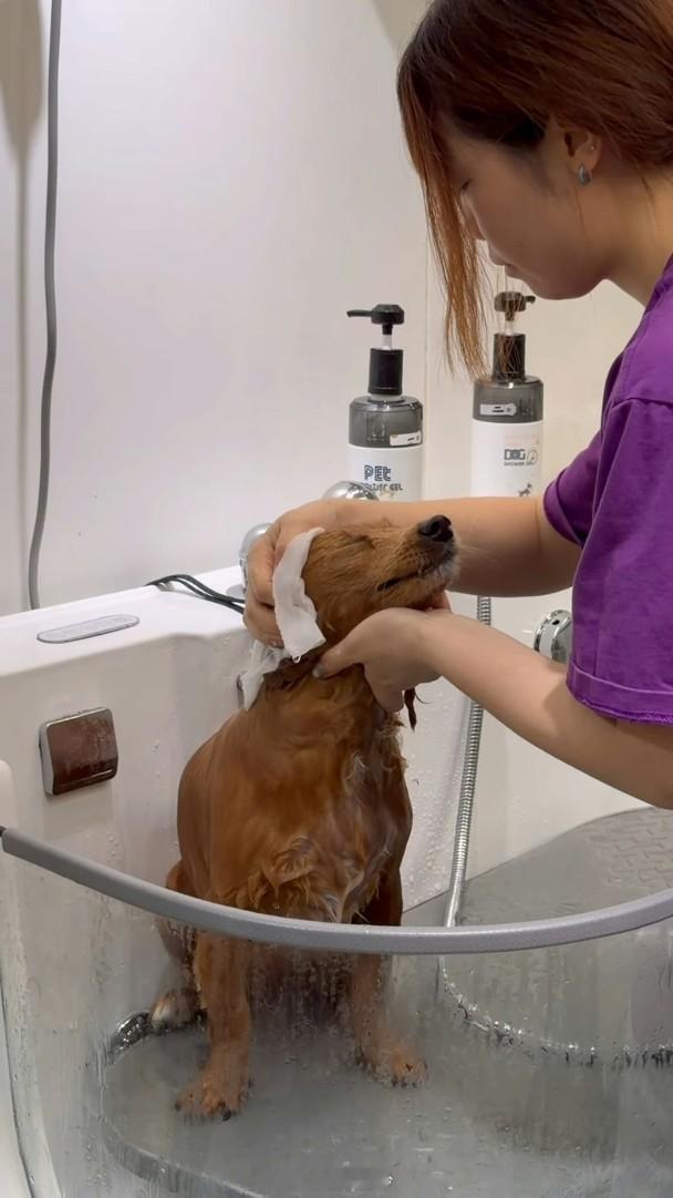 【On.cc】鍾柔美上演「大遷徙」　帶7隻愛犬掃馬貫東場勁震撼「聲夢小花」鍾柔美