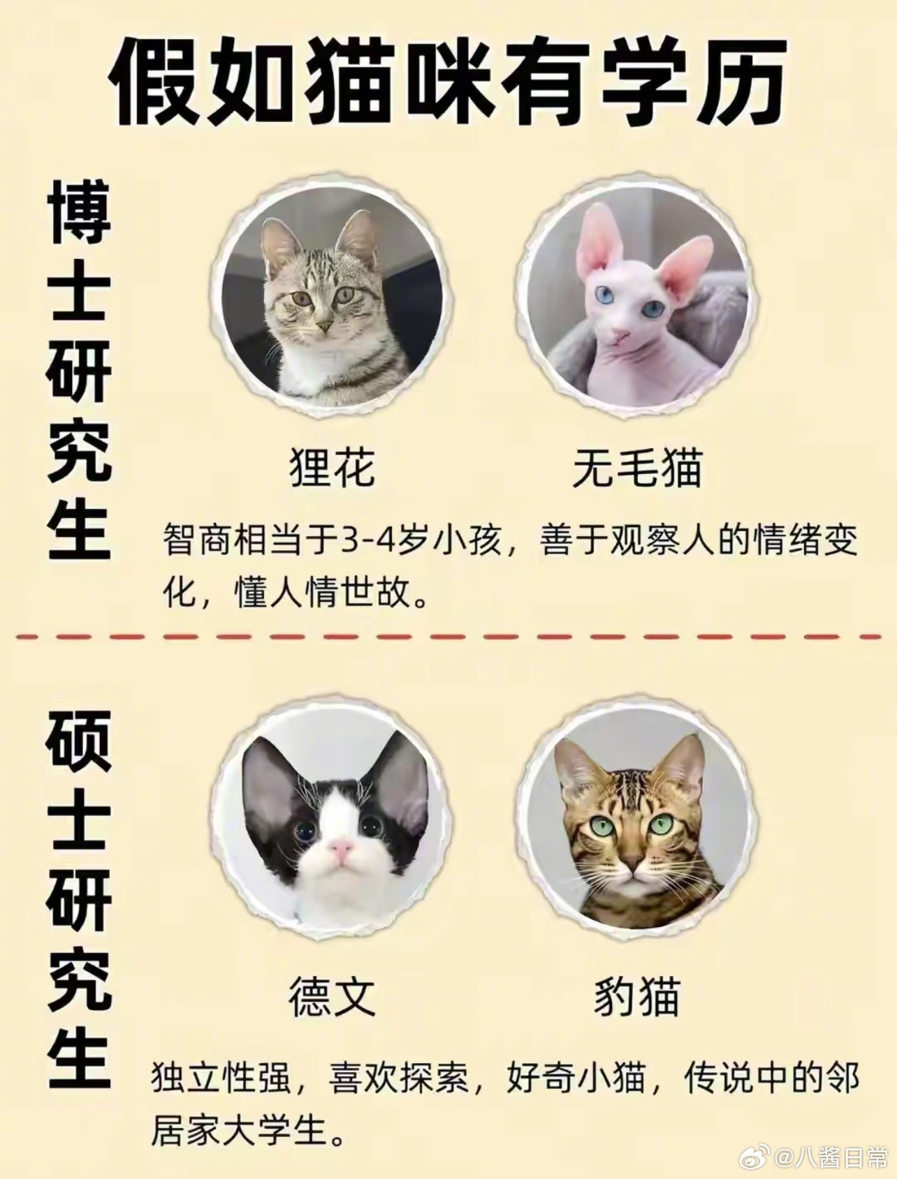猫咪学历排行榜​​​