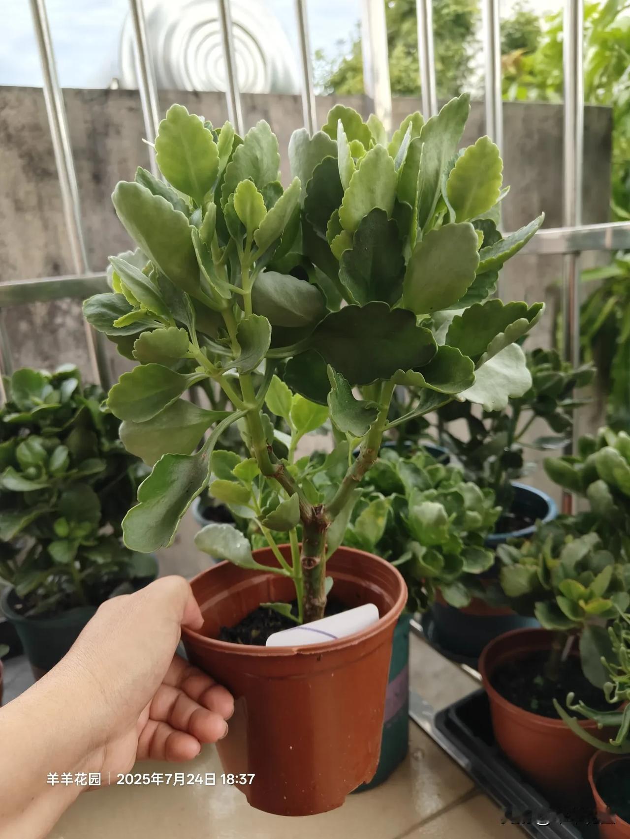 你知道长寿花一般什么时候开花吗?