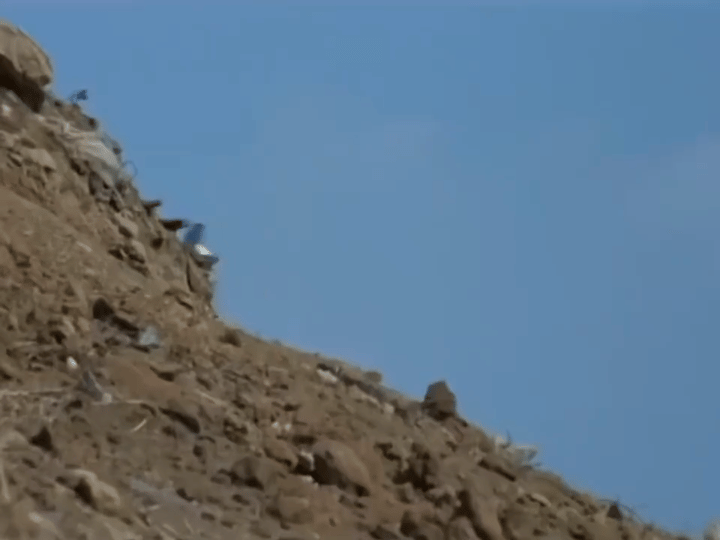 田曦薇跑步姿势田曦薇跑步幻视奥特曼田曦薇这跑步姿势也太可爱了，手脚一甩一甩，瞬