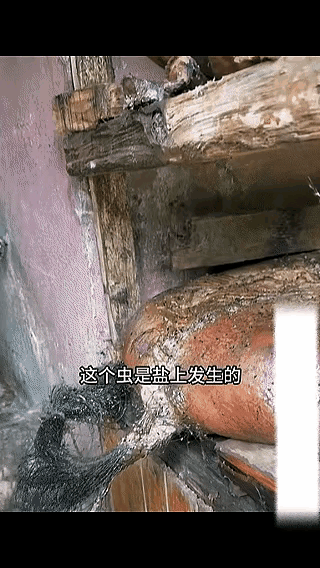 云南的这种猪肉处理方法，据说要把整头猪放个三年五年之后才能吃，云南的天气是很热的