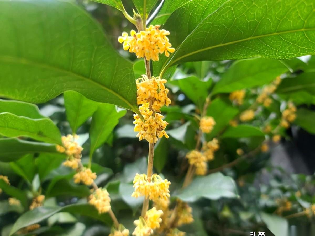 我真怕咱们驻美的记者，哪天累死在汉堡店的价目表前。天天算着人家的牛肉涨了几毛，