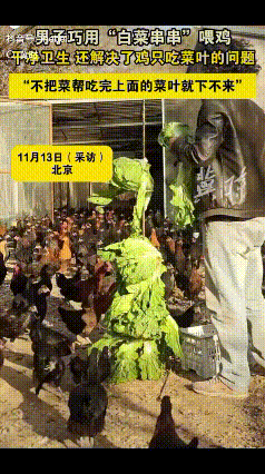 北京郊区一处农场养了1500只鸡，主人自家种菜总有不少卖相不好的菜被砍下来喂鸡。