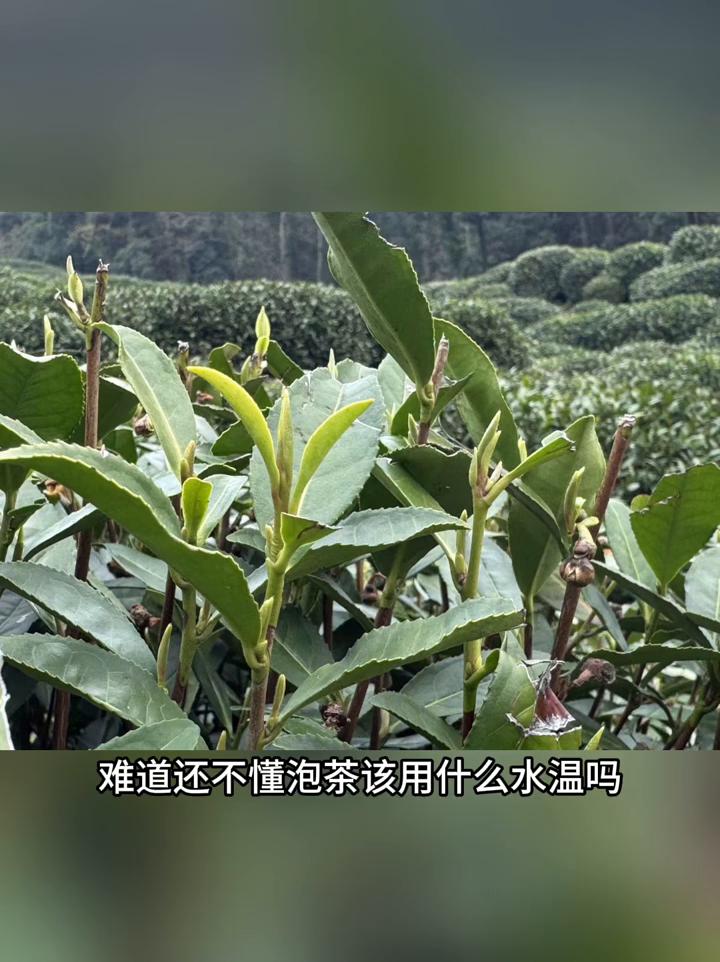 100度水泡绿茶等于喝中药？这是严重误解。如果你去龙井村等地旅游就会知道，当地