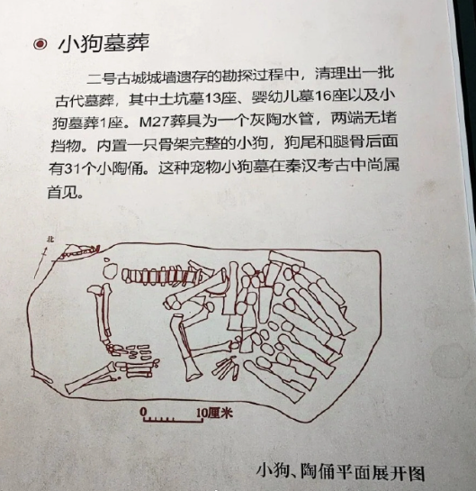 陕西博物馆秦汉馆的小狗墓。狗主人害怕小狗在地下孤独，还陪葬了31个小陶俑。