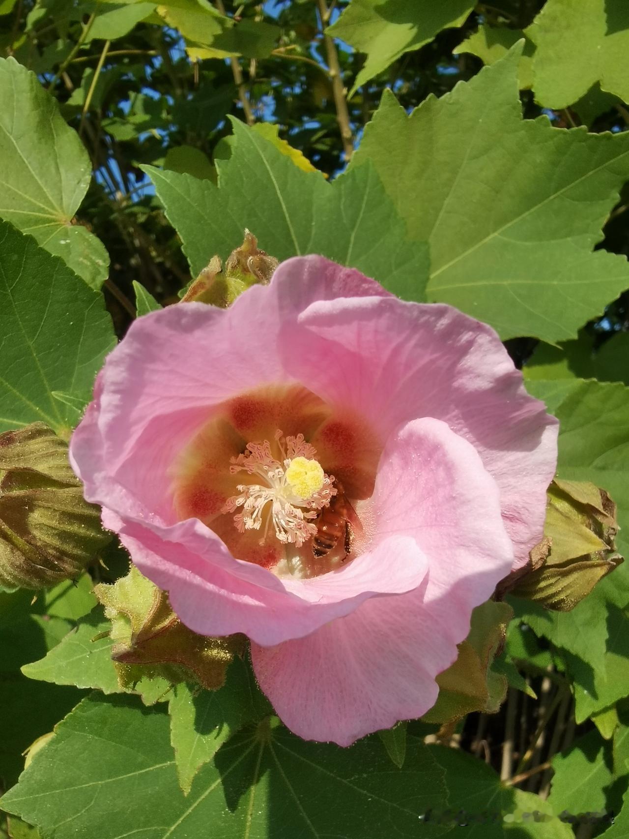 秋高气爽的日子里，农村的景色可太绝了！你看那柿子树，挂满了橙红的小灯笼，有