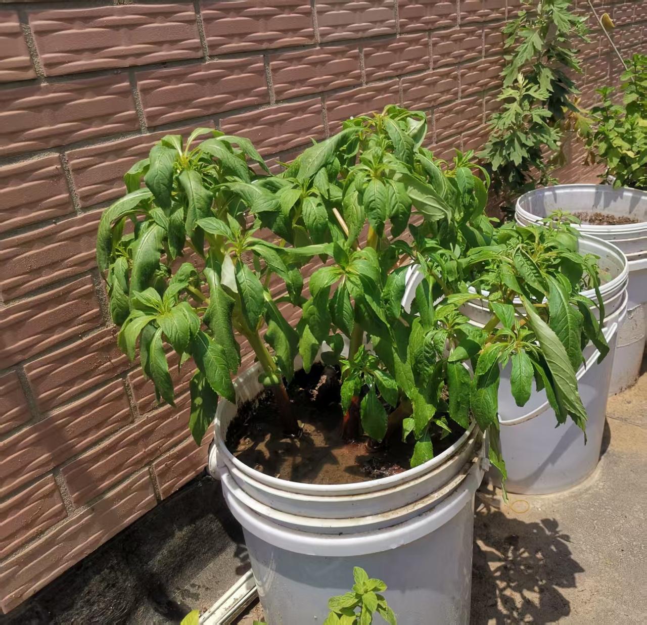 去年养了一棵指甲花，想采了花泡药酒，结果长得枝繁叶茂的就是不开花。今年不信邪，