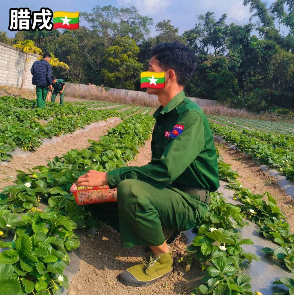 缅北腊戌市的果敢同盟军，日子过得很不错，还能抽空去摘草莓。果敢同盟军的战士在摘草