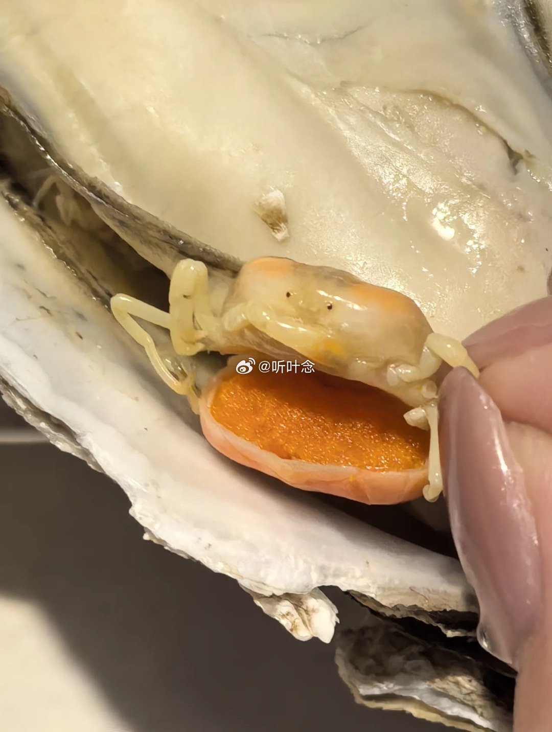 在盒马买的生蚝🦪里发现了这个，还挺可爱的，这是什么呀🤐​​​