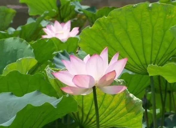 #夏日美景随拍#荷花的盛开，标志着夏天的到来。在我们镇政府门前的荷花池里，那一