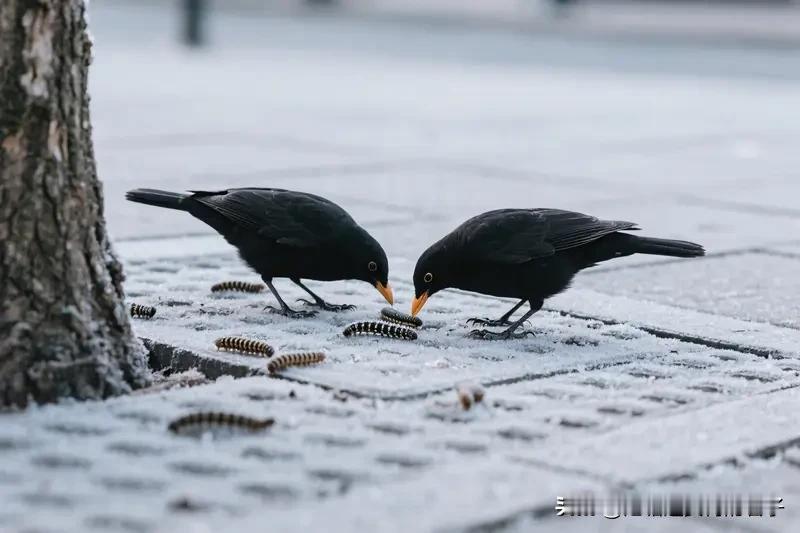今年冬天的不同今年冬天可太不一样了！1月8号三九天开始，按老理儿这是一年里最冷