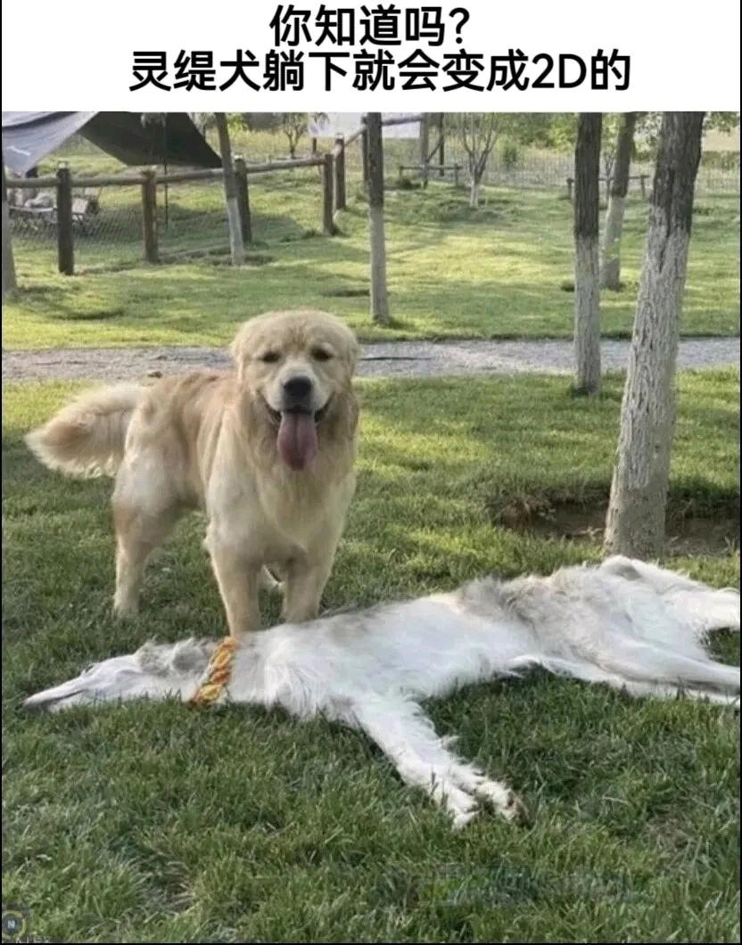 好家伙，这是什么地狱笑话