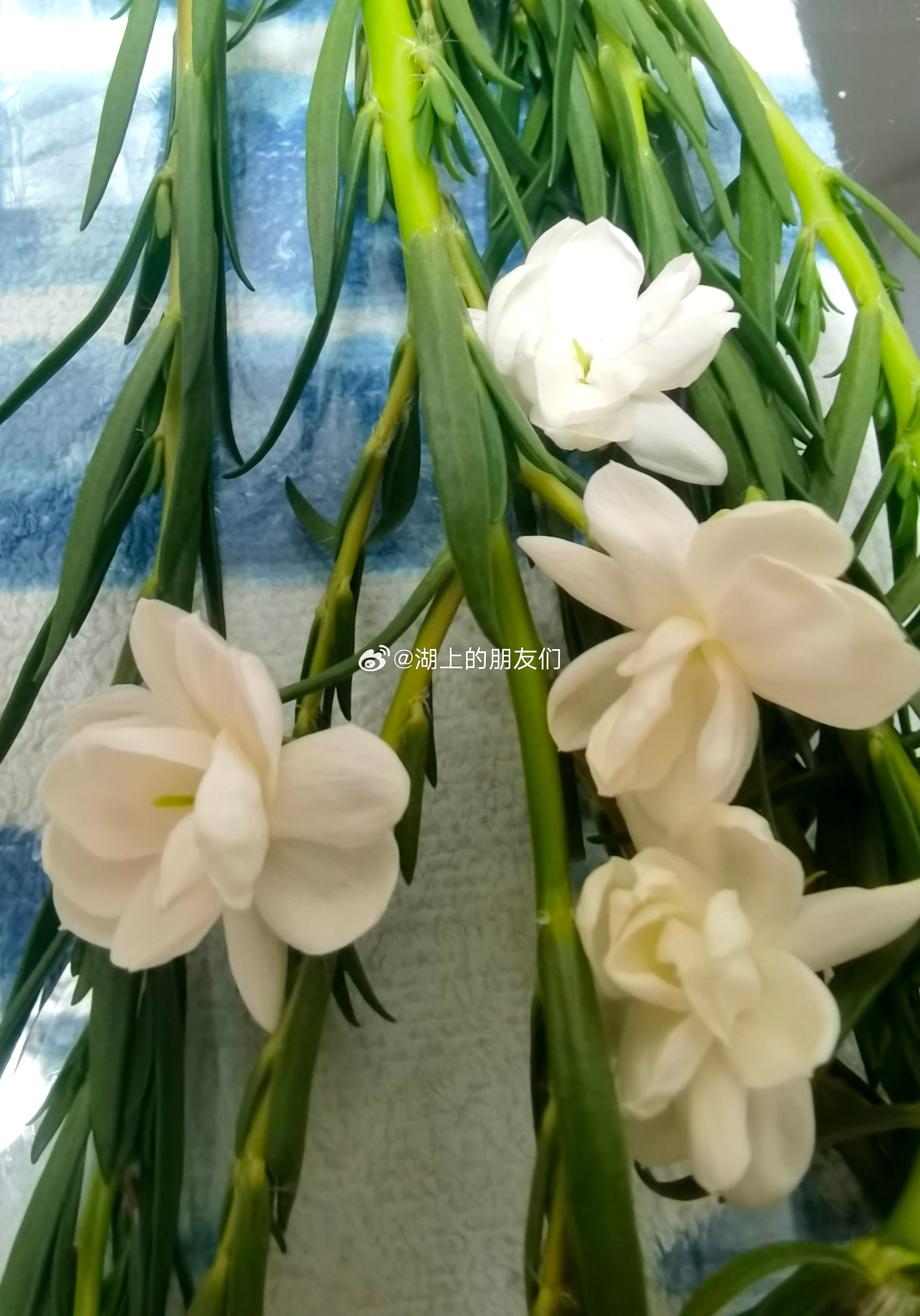 每天分享一个养眼花卉。吊兰和茉莉花。昨天有个老顾客跟我们要这个品种的吊兰想回去扦