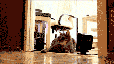 猫猫：小样，挺牛呀，还会飞​​​