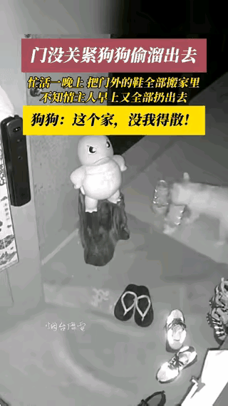 “笑不活了!”浙江，某住户遛完狗回家由于房门没有闭紧，狗子半夜撞开房门，把门口的