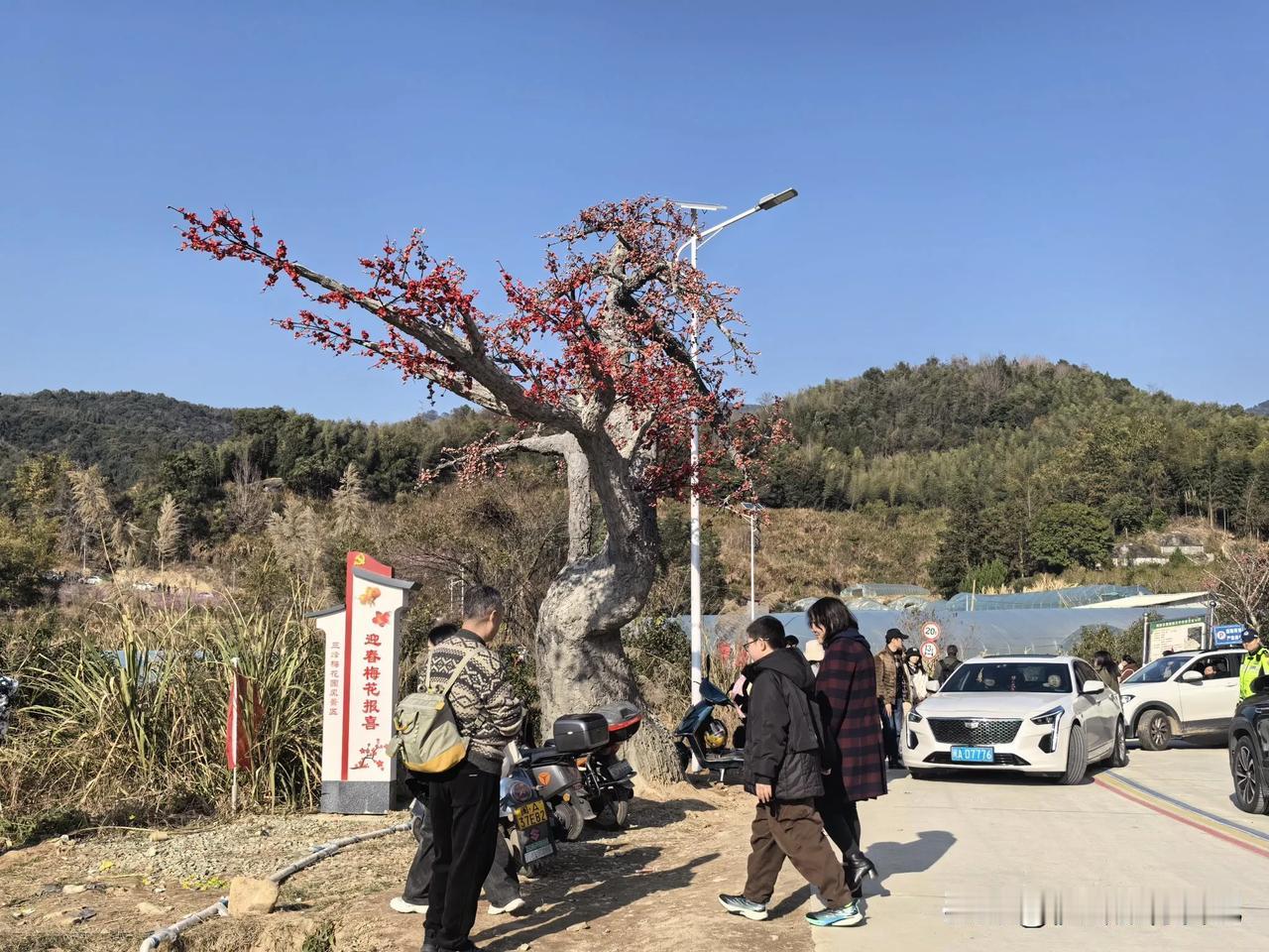 美丽福州107.20250209闽侯三峰梅花园风景区.正是梅花绽放时，喜欢赏