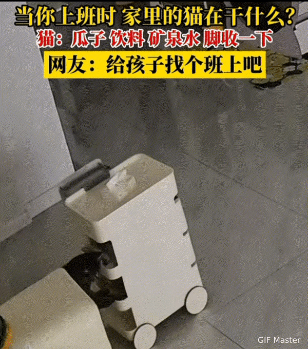 吉林猫咪成“售货员”！监控拍它推小车遛弯，主人：原来我才是多余的吉林这只猫