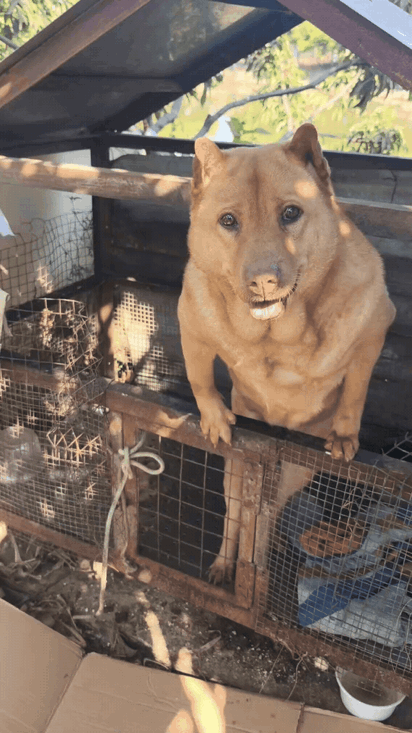 阳光明媚，大黄相伴，日子慢悠悠超惬意～中华田园犬