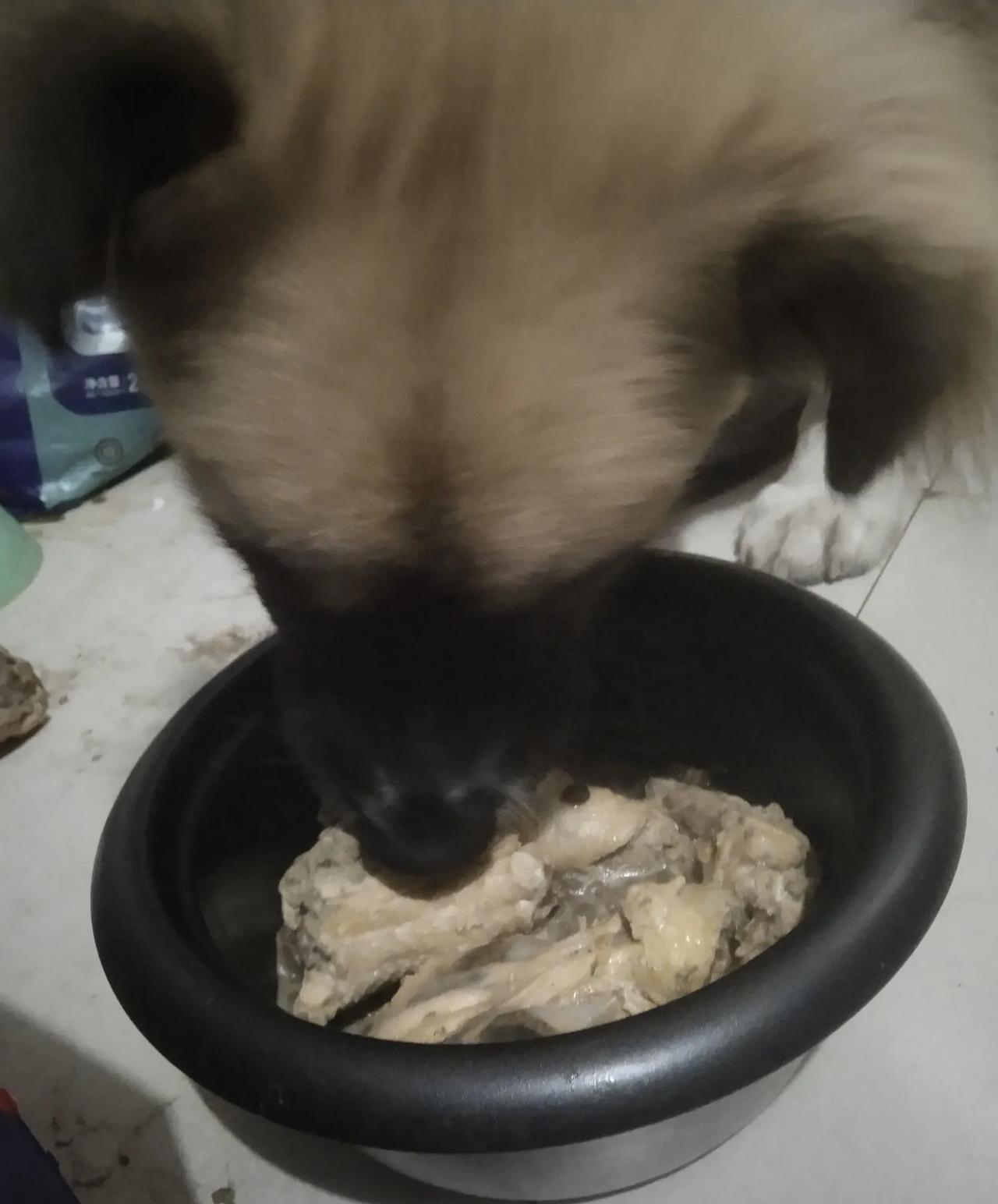 今天又是累成狗的一天，终于熬到下班。推开家门的刹那，那毛茸茸的小家伙尾巴摇得如