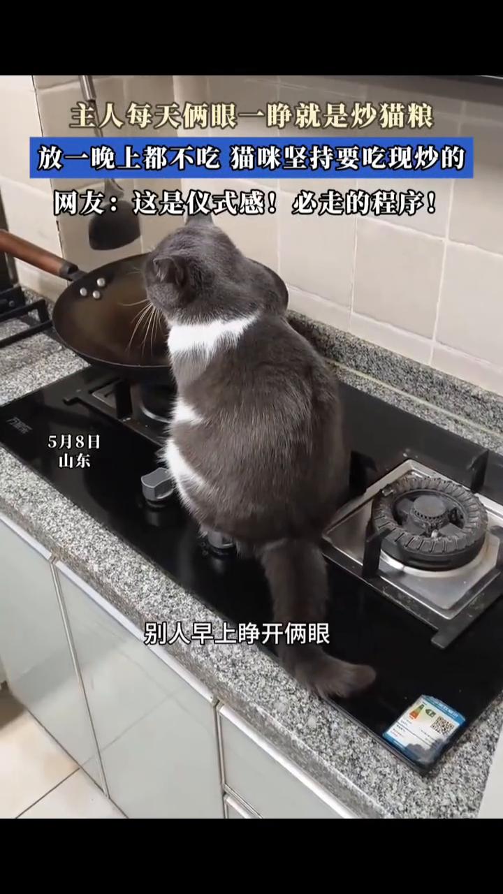 主人每天俩眼一睁就是炒猫粮，放一晚上都不吃，猫咪坚持要吃现炒的。网友：这是仪式感