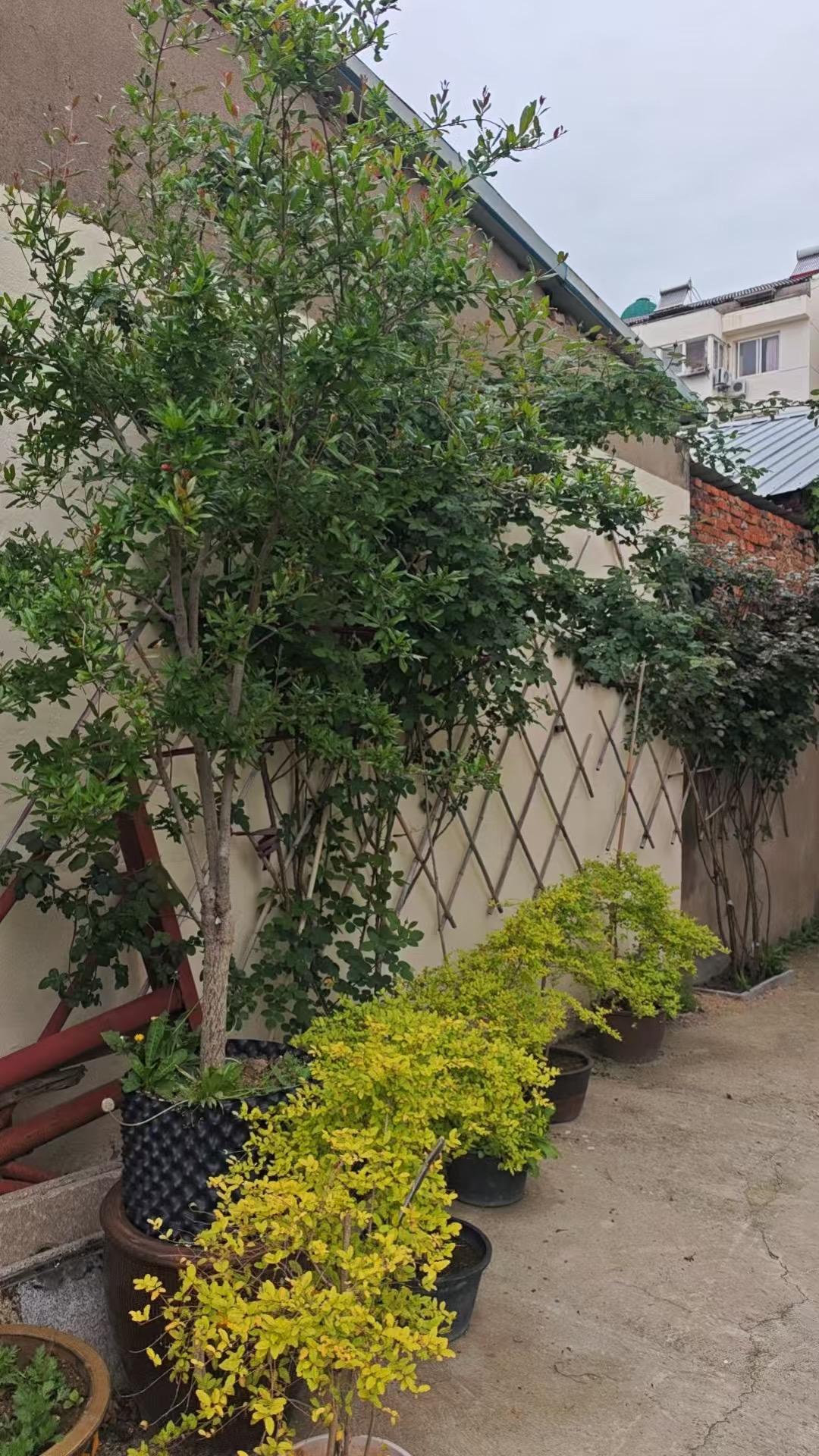 赖师傅我这个石榴树怎么全是败育花？没有果花呢！能不能把这些花摘掉，这肯定是不行的