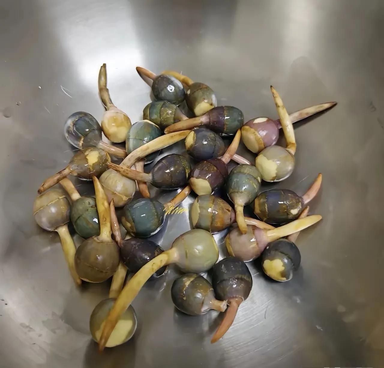 网友拿来这样的果，大家有认识的吗？这种果怎么吃？看着好像发芽的东西，还是天生就这