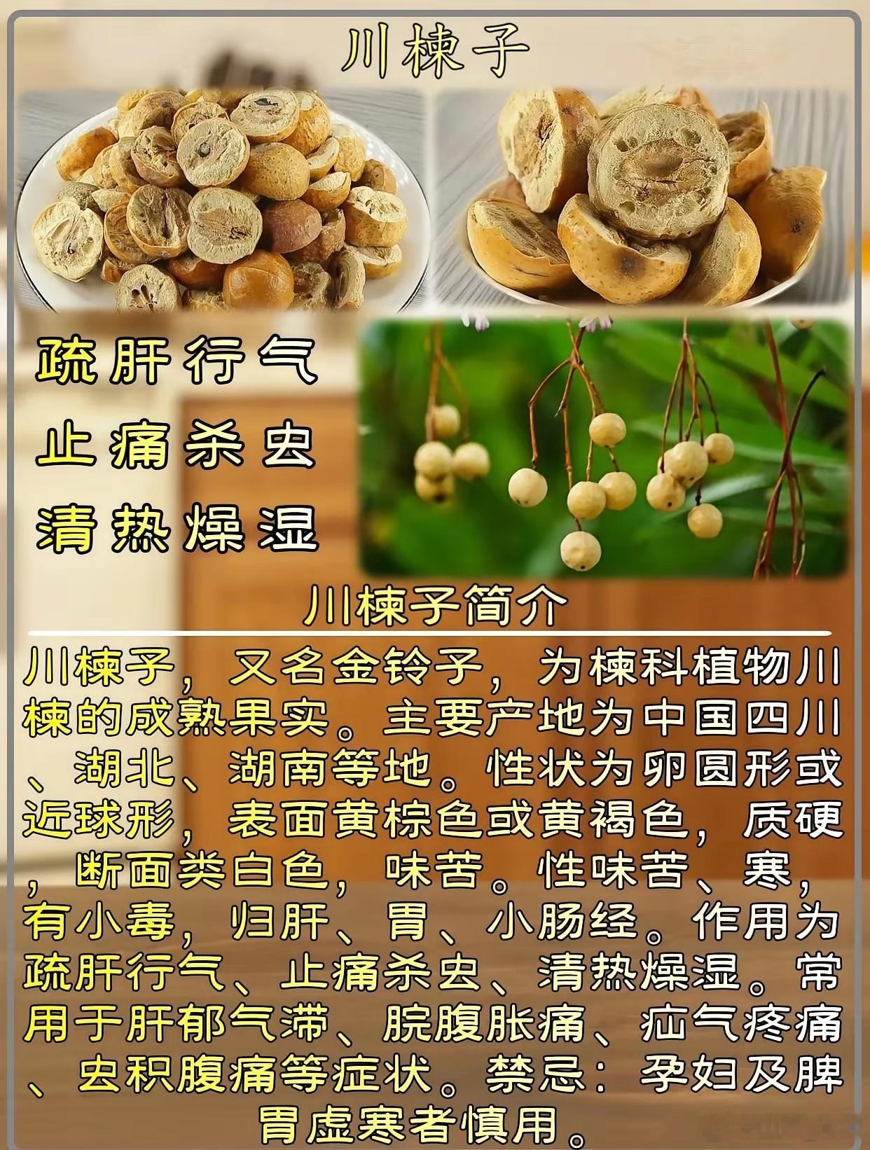 浅论川楝子之妙用​川楝子能行气止痛，大家看它是种子类药，又苦寒，种子类药具有开阔