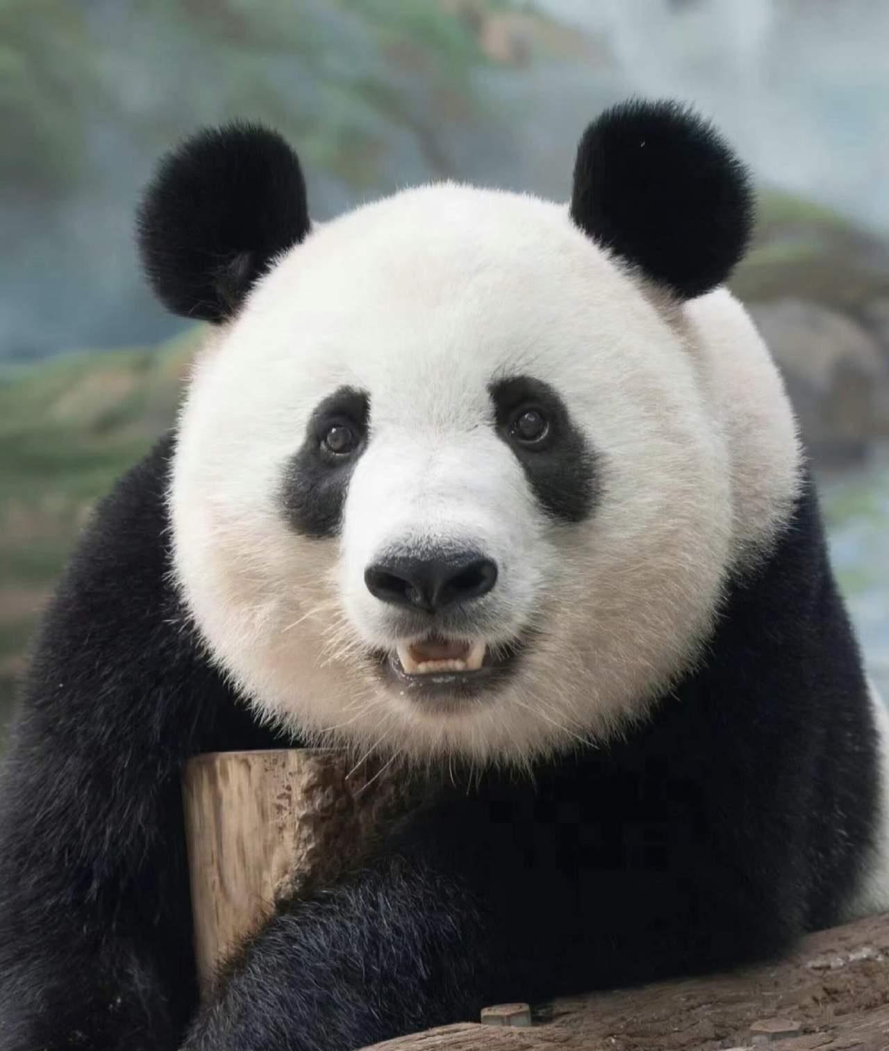 太心痛！大熊猫香果永远停在5岁，那个爱吃南瓜、把自己吃成小气球的胖团子，再也不