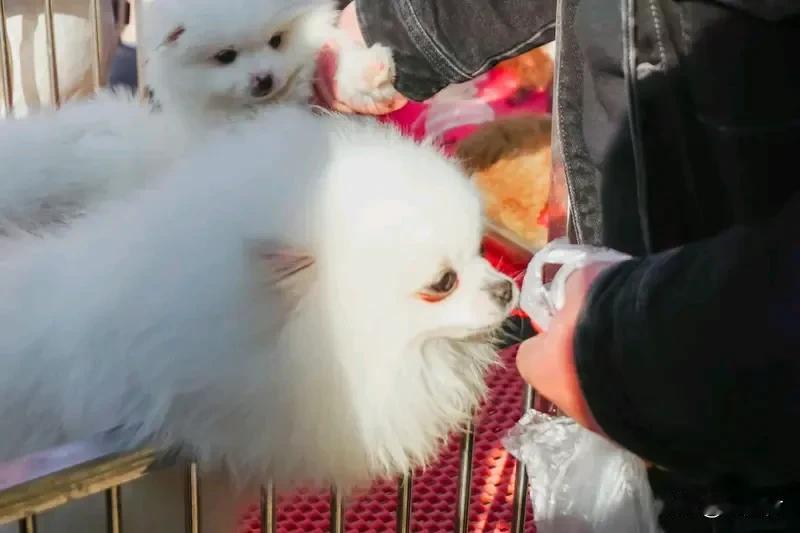 郑州温泉大集每天至少上万人郑州温泉大集每日至少上万人，人气爆棚！想象那热闹场景