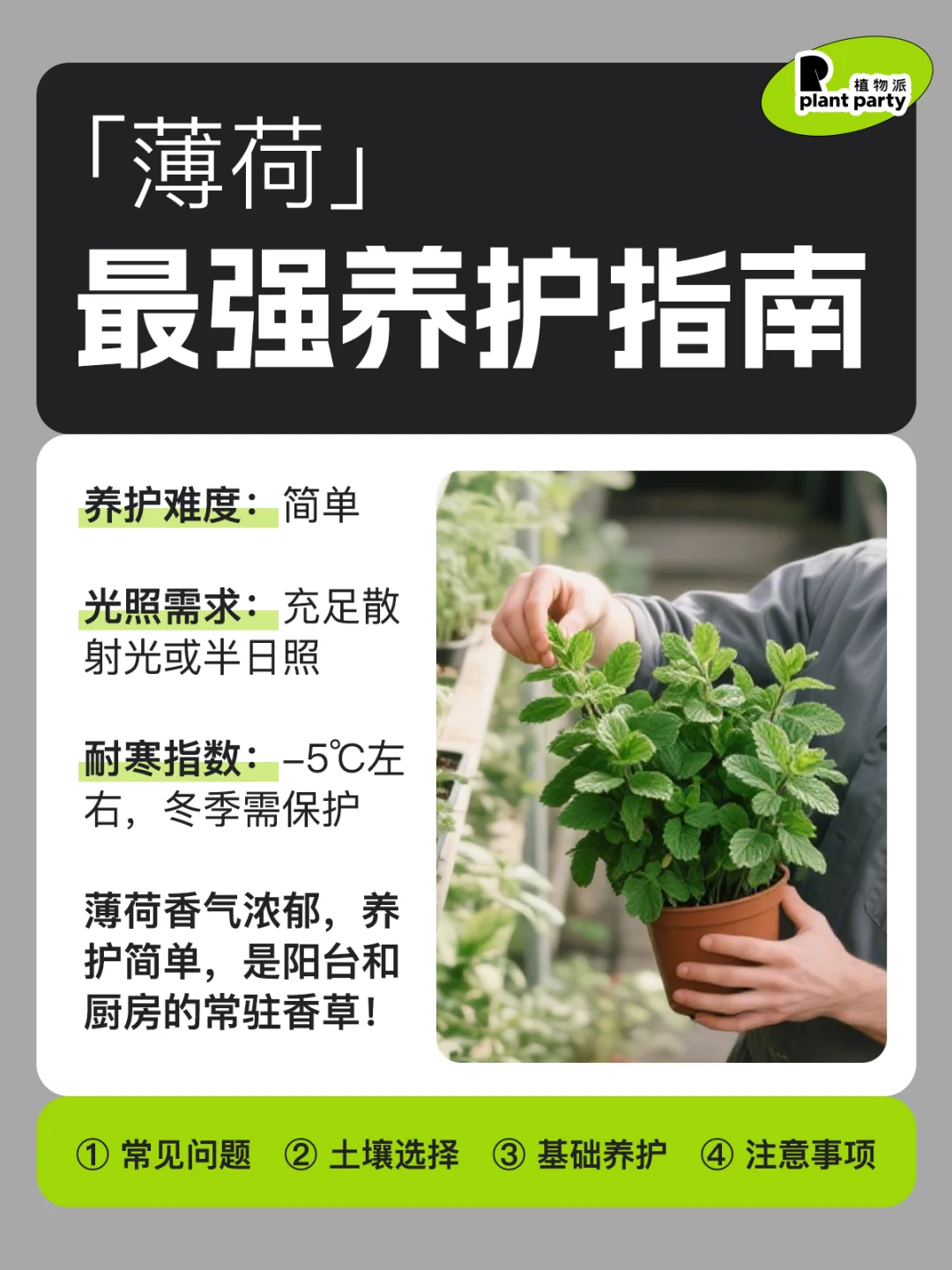 薄荷自由‼️最强新手种植指南🪴