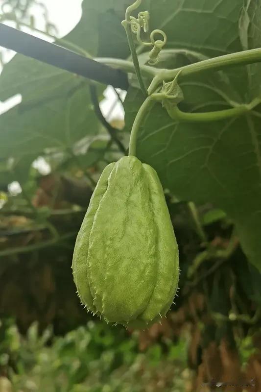 聪明人和傻瓜的区别还挺多。聪明人有心机，傻瓜则实在。比如面对“树上十只鸟，开枪打