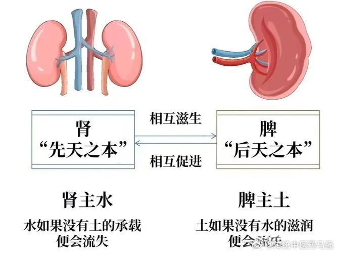 脾胃与肾两相牵，一损俱损两不安脾胃，为后天资生之源。肾元，为先天立命之根。先天赖