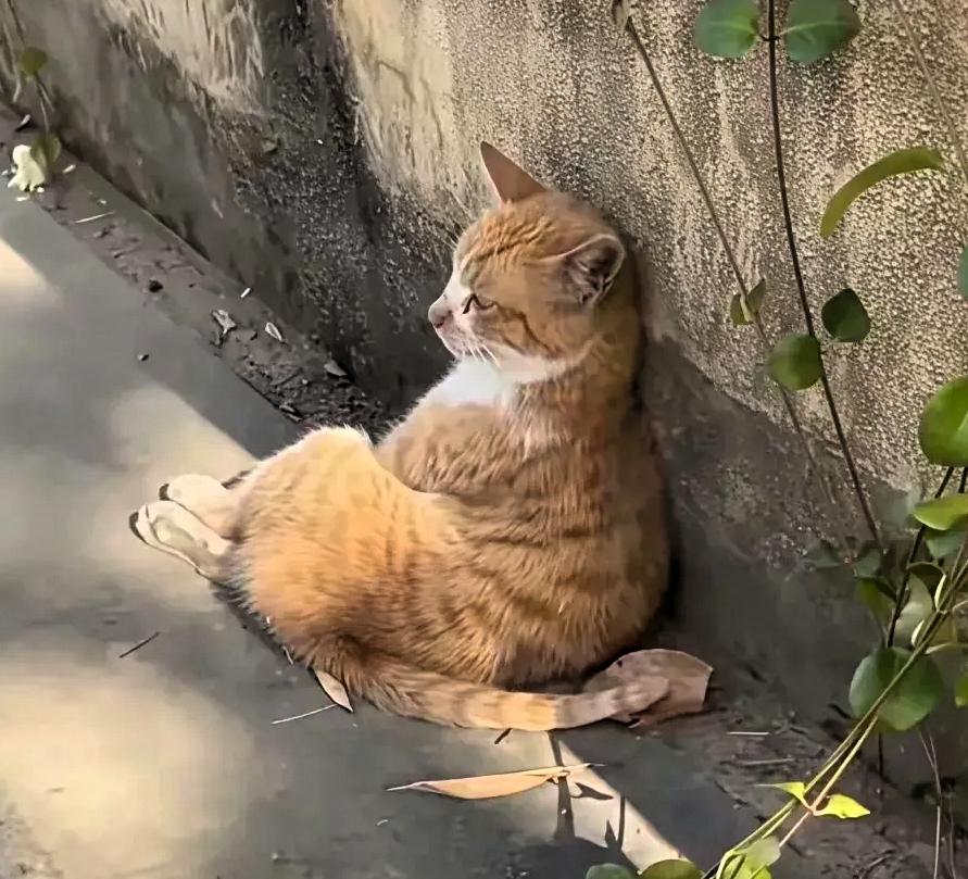 早上猫咪不小心打碎杯子，我一时冲动扇了它两下，还把它赶出家门。等到中午迟迟不见它