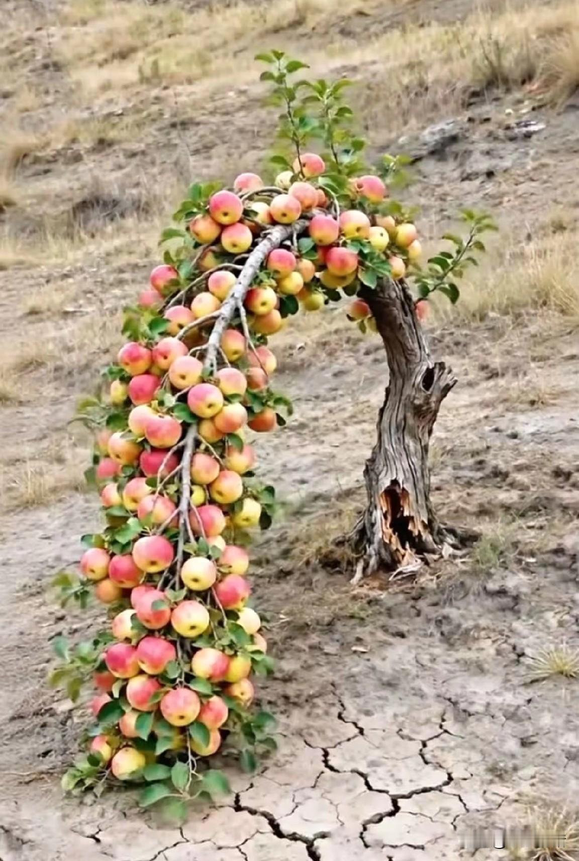 大姑去世前交代她的儿子不要和大姑夫合葬，他们一起生活几十年，大姑夫几乎一大半时光