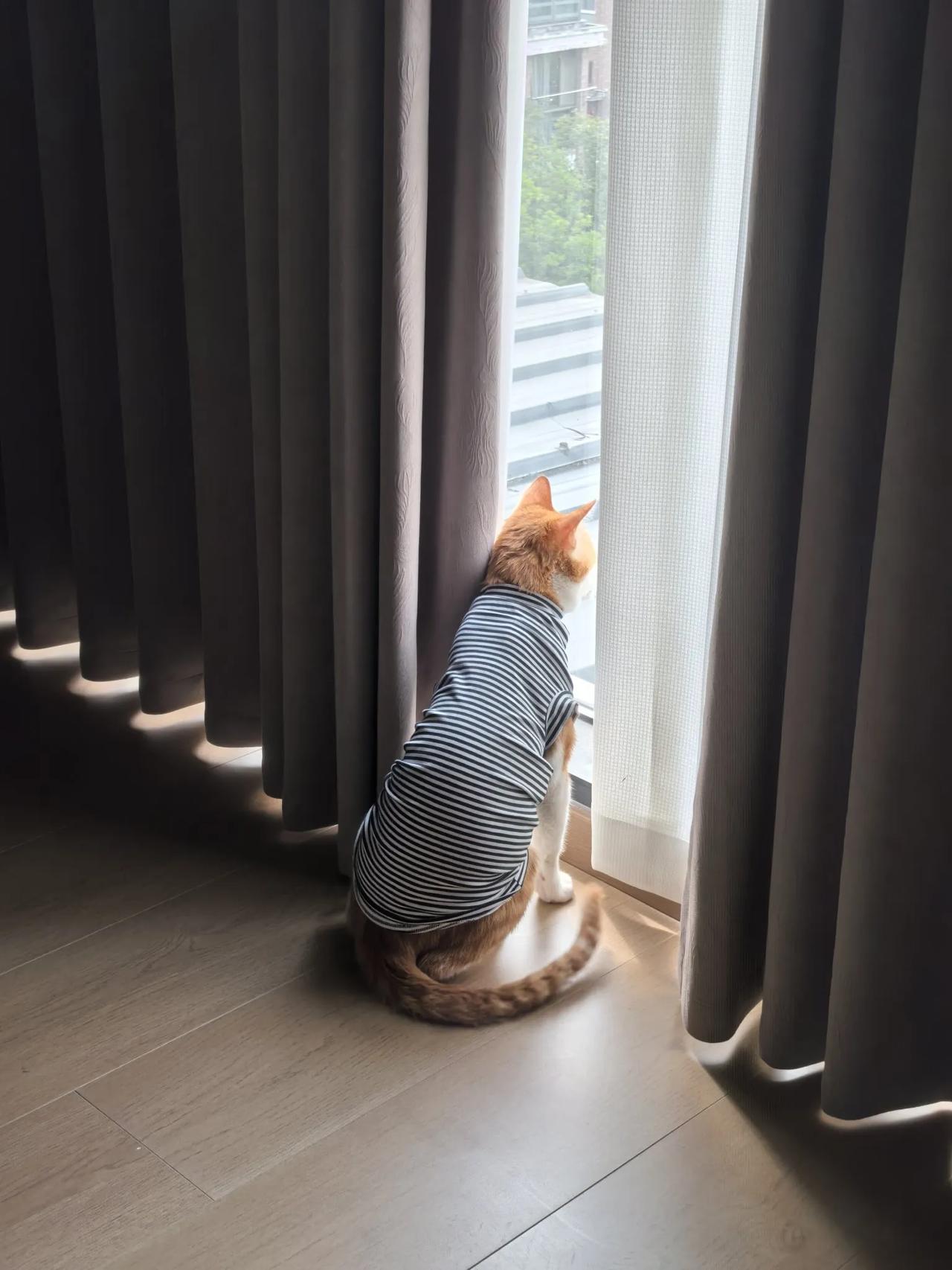 发一张图片看看你们家的猫