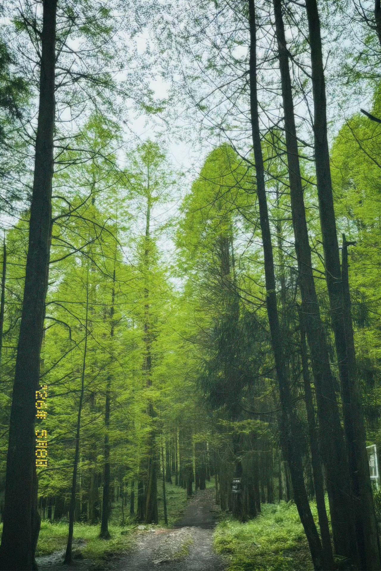 男人刚做完心脏搭桥手术，妻子便和朋友出去旅游了三十多天，对男人不闻不问，只顾自己