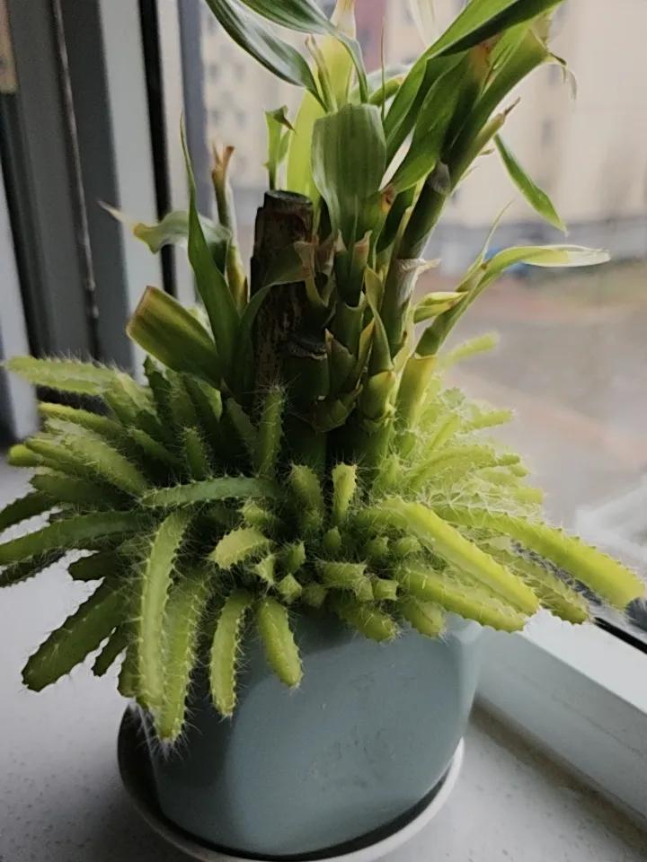 我喜欢上了养花。在忙碌之余看看这些花花草草，就会让心情静下来。这些绿色给人