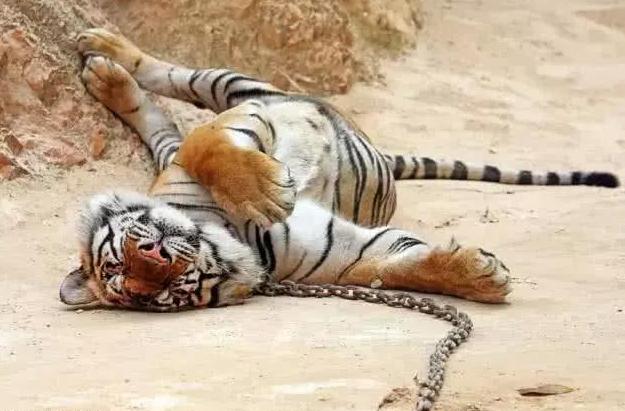 哈巴罗夫斯克一露营地因老虎伤人事件，向游客赔偿25万卢布，一家人度假期间，父