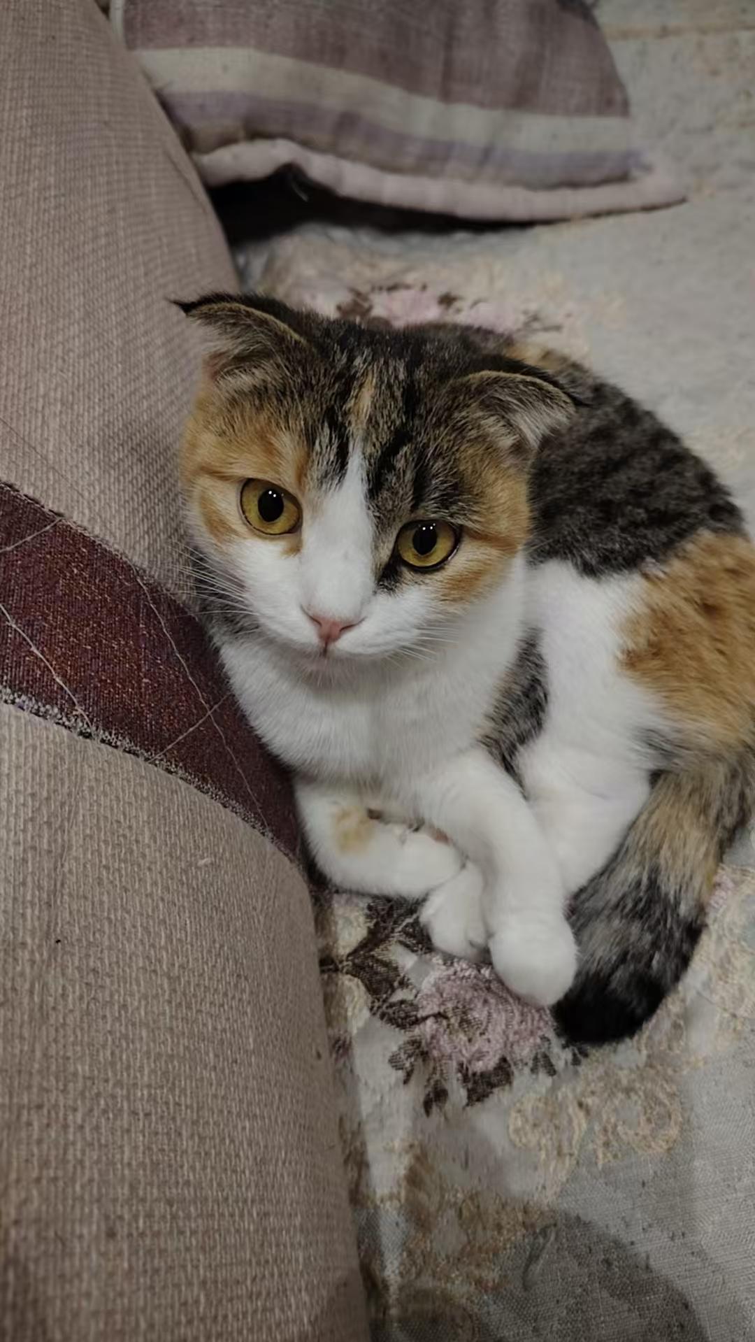 慵懒猫咪的午后时光🌟🐱💤！！！！