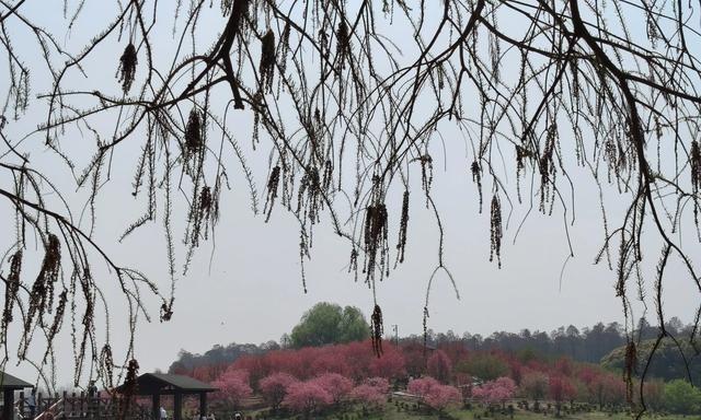 现在的相亲太离谱了。同事儿子26岁，重点大学毕业月薪过万，结果相亲遇到个妹子，见