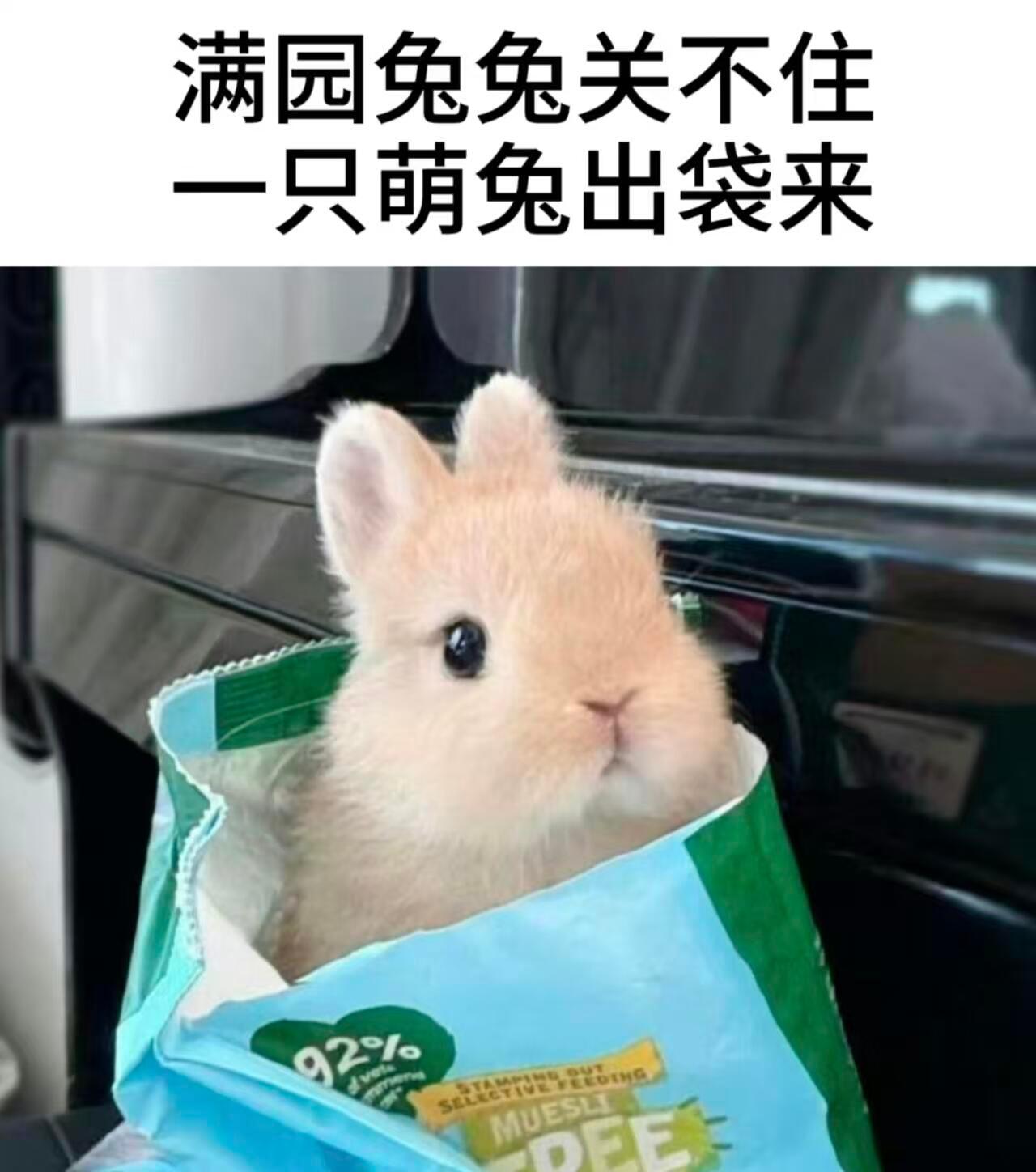 把古诗词换成霖兔会是什么样呢​​​