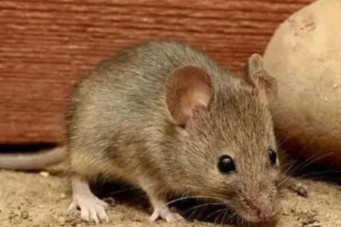 为什么农村老鼠变少了？一位60多岁的农户表示：目前农村的老鼠的确比以前少很多，主