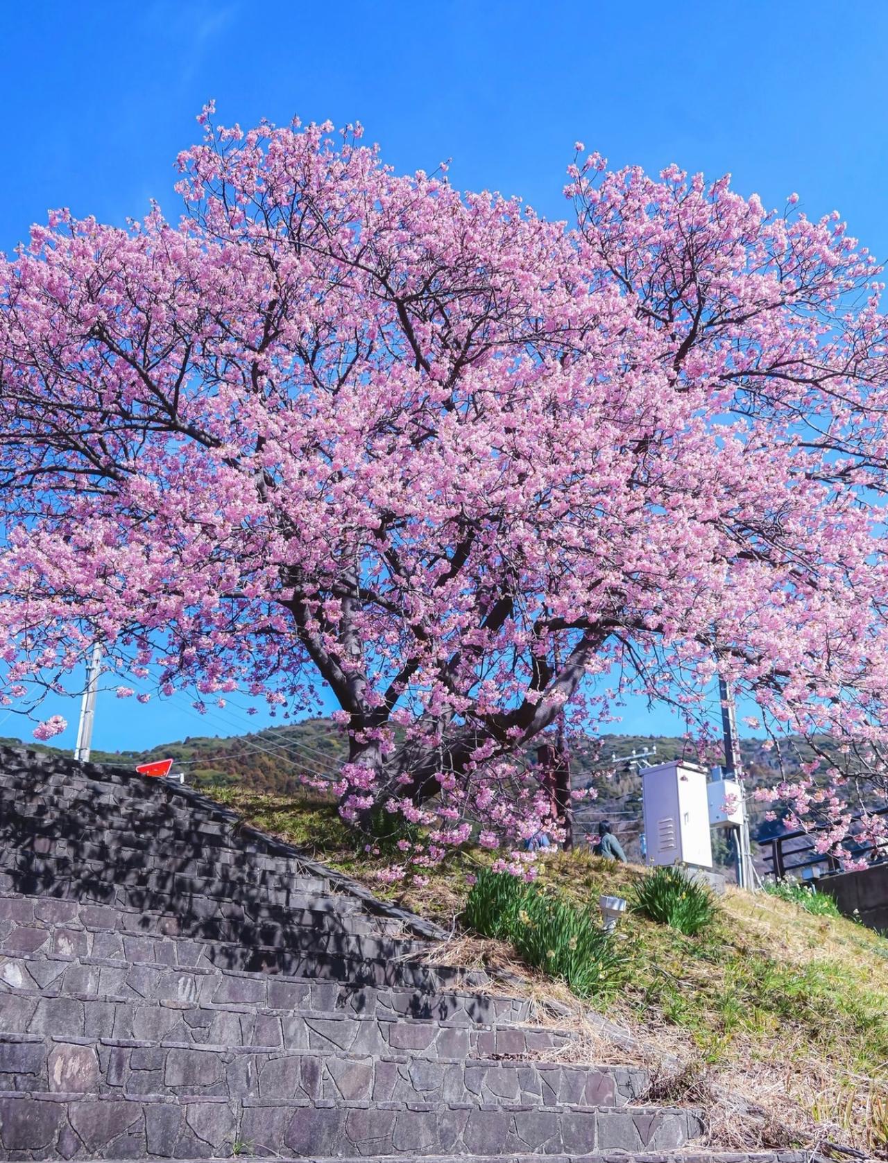真的太喜欢春天了春天是百花齐放的季节而这段时间里樱花无疑是最出彩的那个所