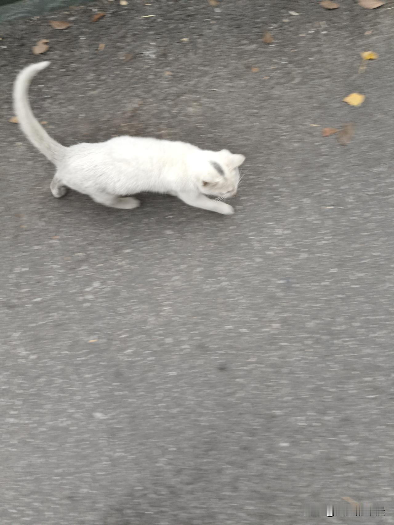 分享我这周有趣的事：大家发现这只猫咪不？头上有个奥特曼的造型，是不是很帅